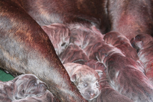 old world cane corso puppy